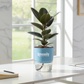Rubber Plant (Burgundy) with Self-Watering Pot