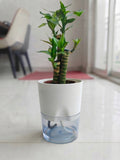 Lotus bamboo