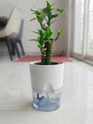 Good luck Plant