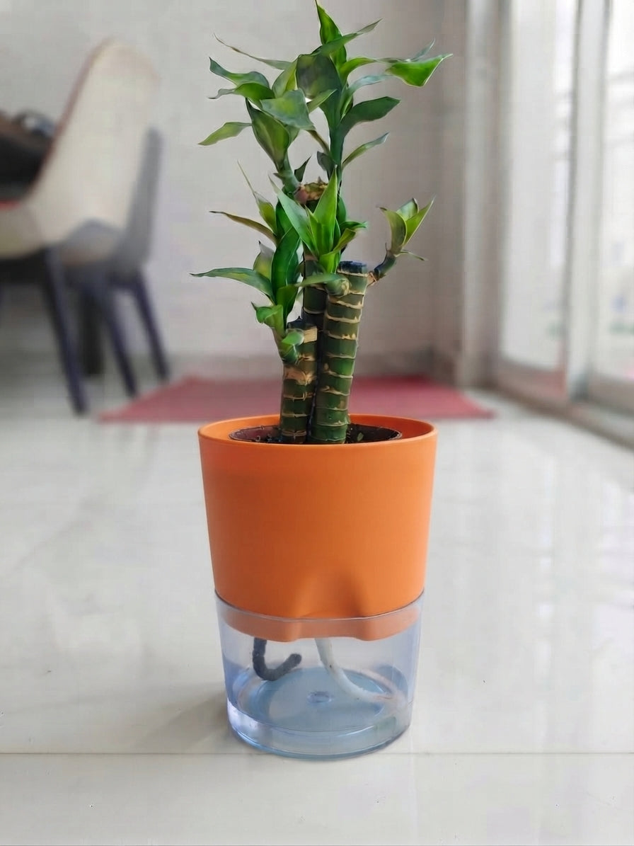 Lotus bamboo