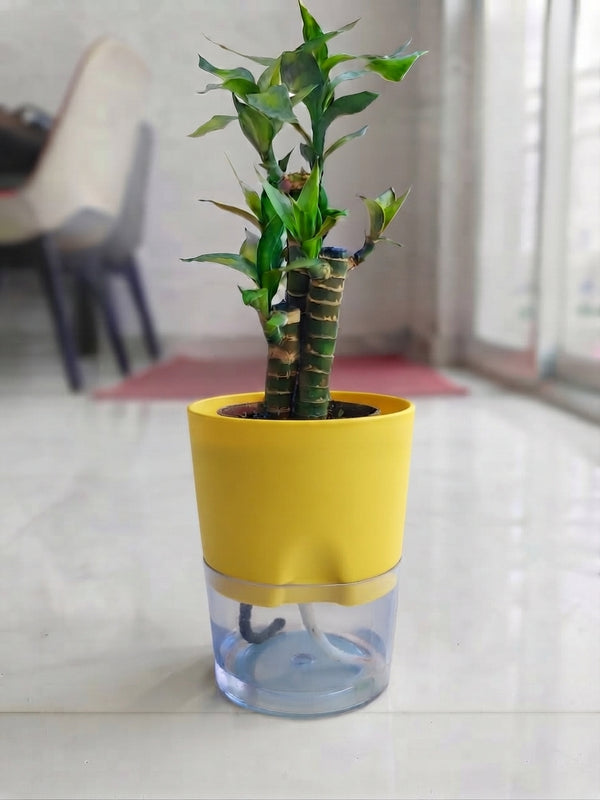 Lotus bamboo