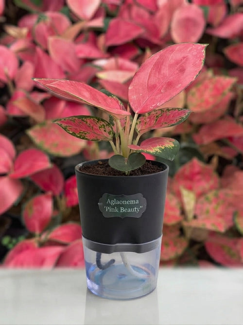 Aglaonema Pink Beauty