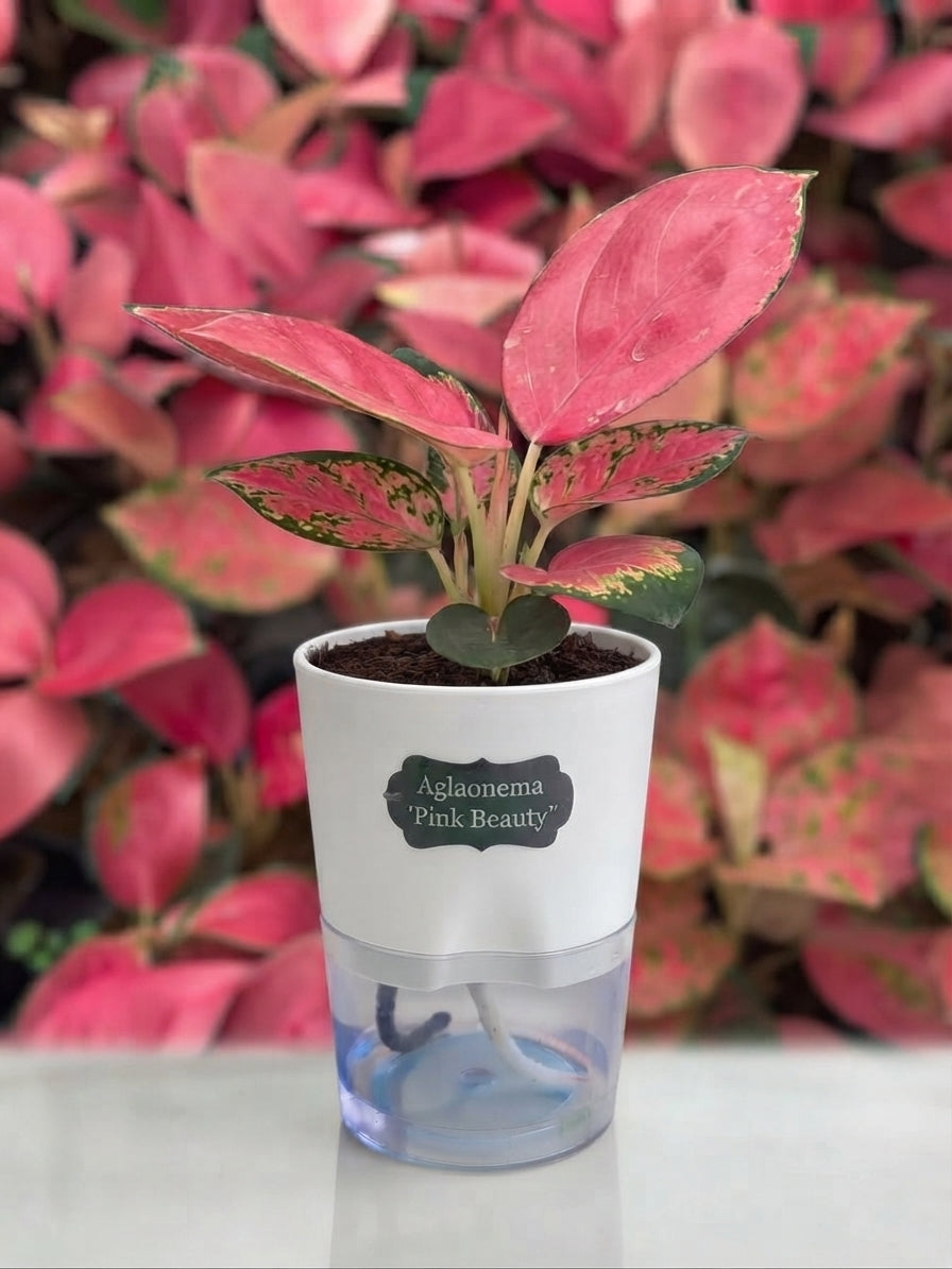 Aglaonema Pink Beauty