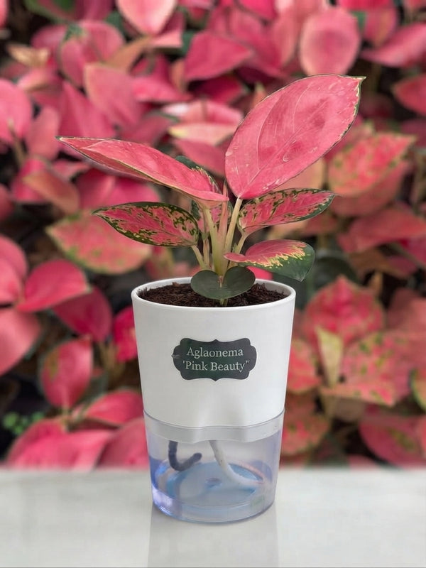 Aglaonema Pink Beauty