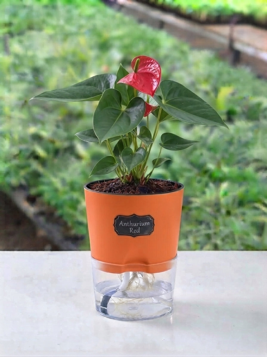 Red Anthurium Plant