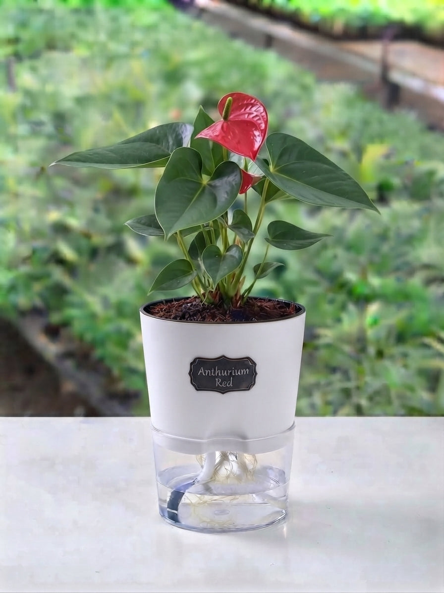 Red Anthurium Plant