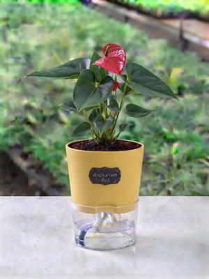 Green Gift Plant