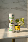 Standing on a marble table, with clean surroundings. In the background is a marble wall. Soft focus. Natural morning sunlight.