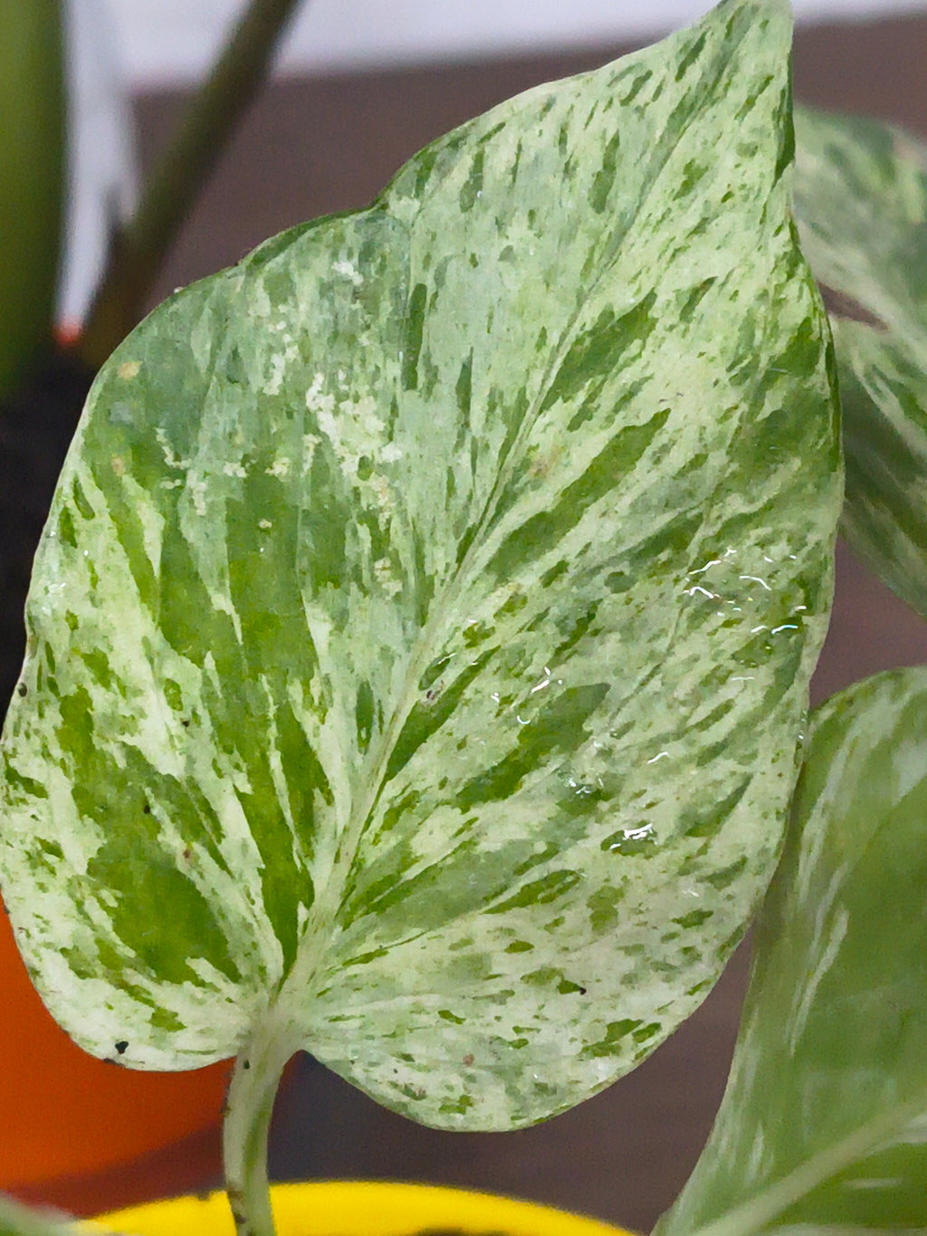 Money Plant N’Joy Pothos – Indoor Air‑Purifying Vine