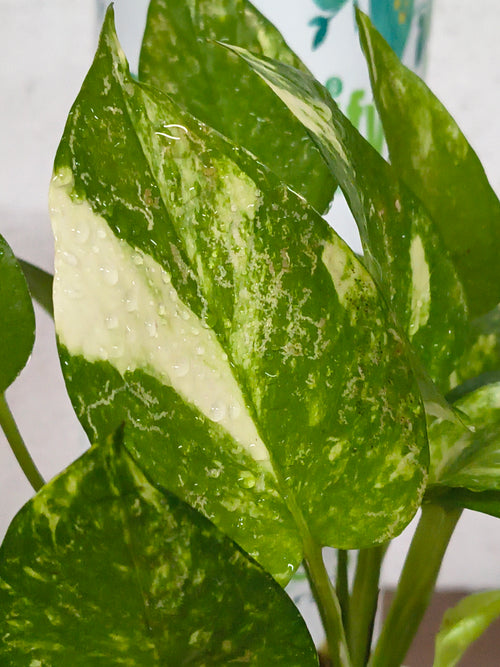 Green Money Plant – Indoor Air-Purifying Lucky Plant