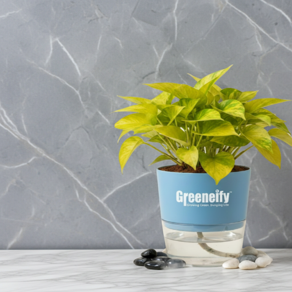 Golden Money Plant – Indoor Air Purifying Houseplant