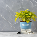 Golden Money Plant – Indoor Air Purifying Houseplant