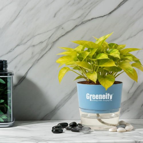 Golden Money Plant – Indoor Air Purifying Houseplant