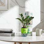 ZZ Plant (Zamioculcas zamiifolia) in Self-Watering Pot