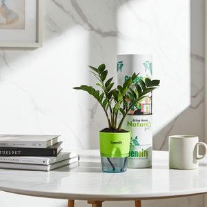 Indoor Plant