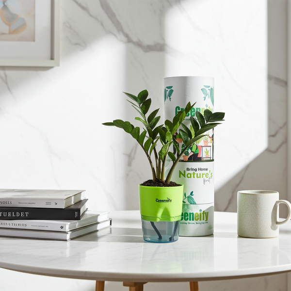 ZZ Plant (Zamioculcas zamiifolia) in Self-Watering Pot