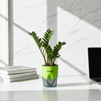 ZZ Plant with Self-Watering Pot – Zamioculcas zamiifolia