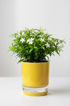 Table Kamini Indoor Shrub with Self-Watering Pot