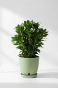 Greeneify Dreacena Compecta plant with self watering pot