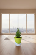 Greeneify Jade Plant