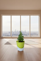 Jade Plant Succulent – Air-Purifying Indoor Houseplant