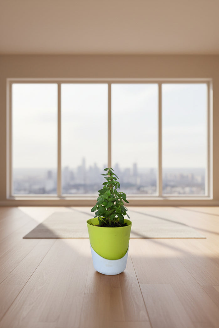 Jade Plant Succulent – Air-Purifying Indoor Houseplant