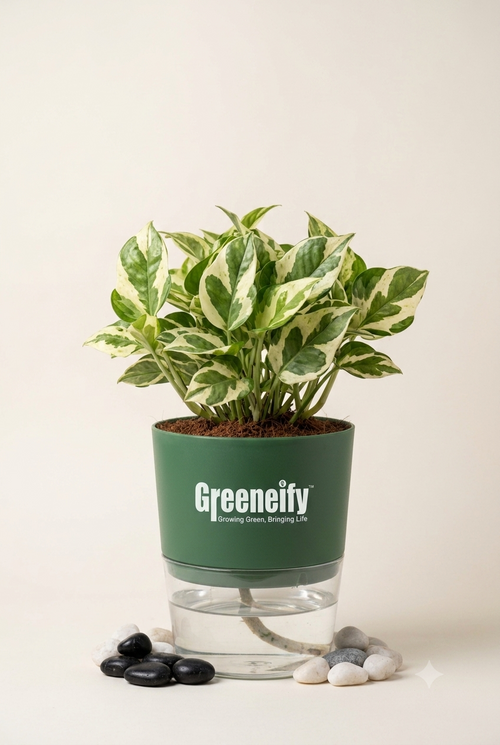 Money Plant Golden