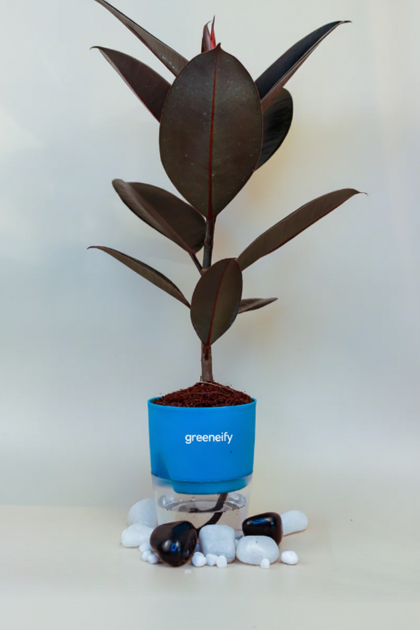 Greeneify Rubber plant with self watering pot (Copy)