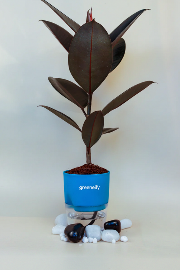 Greeneify Rubber plant with self watering pot