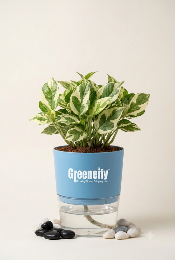 Money Plant Golden