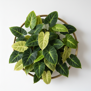 Good luck Plant