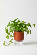 Greeneify Green Money Plant