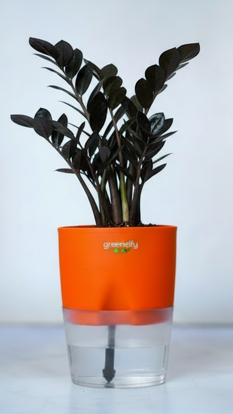 money plant golden