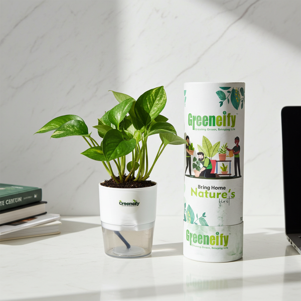 Green Money Plant – Indoor Air-Purifying Lucky Plant