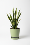 Snake Plant in Self-Watering Pot – Indoor Air Purifying