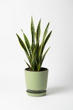 Snake Plant in Self-Watering Pot – Indoor Air Purifying
