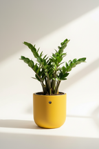 ZZ Plant with Self-Watering Pot – Zamioculcas zamiifolia