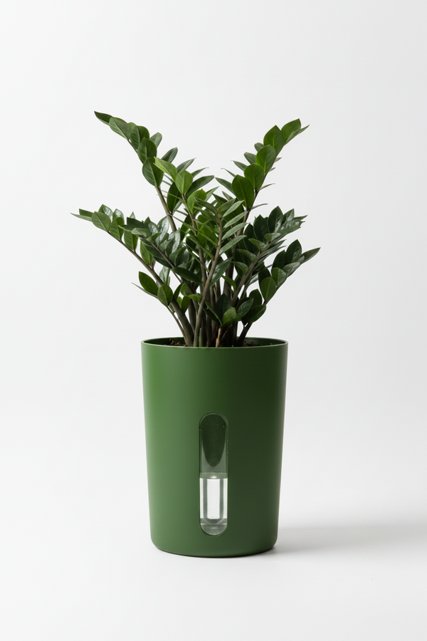 ZZ Plant Black (Zamioculcas zamiifolia) with self watering pot