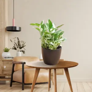 Golden Pothos plant buy online- greeneify.com