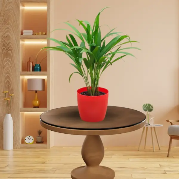 Kentia palm plant buy online-greeneify.com