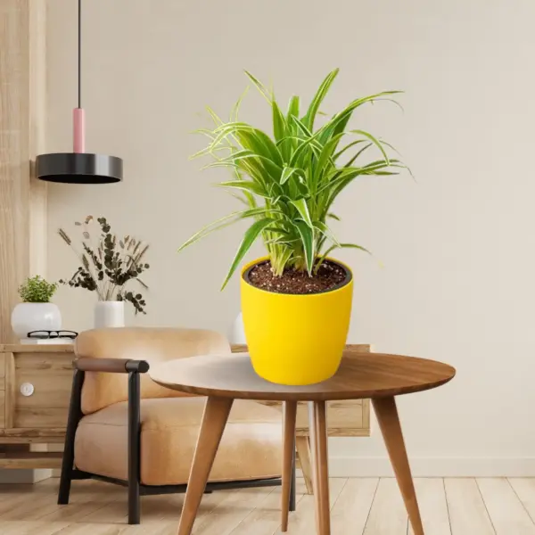 Spider plant buy online-greeneify.com