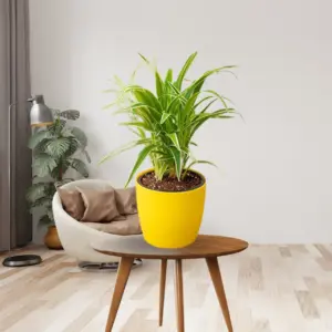 Spider plant buy online-greeneify.com