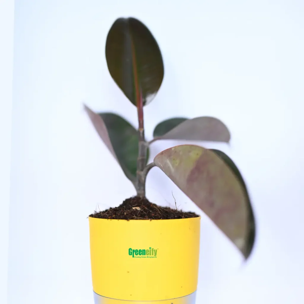 Rubber Plant (Ficus elastica)