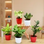 best of 5 indoor plant combo pack