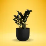 ZZ Plant Black (Zamioculcas zamiifolia "Raven")