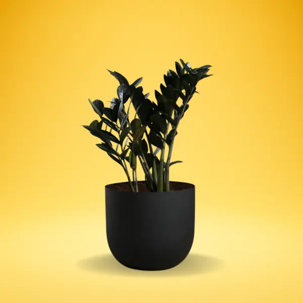 ZZ Plant Black