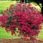 Petunia red Color Flower Seeds