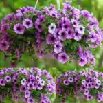 Petunia pink colour seeds