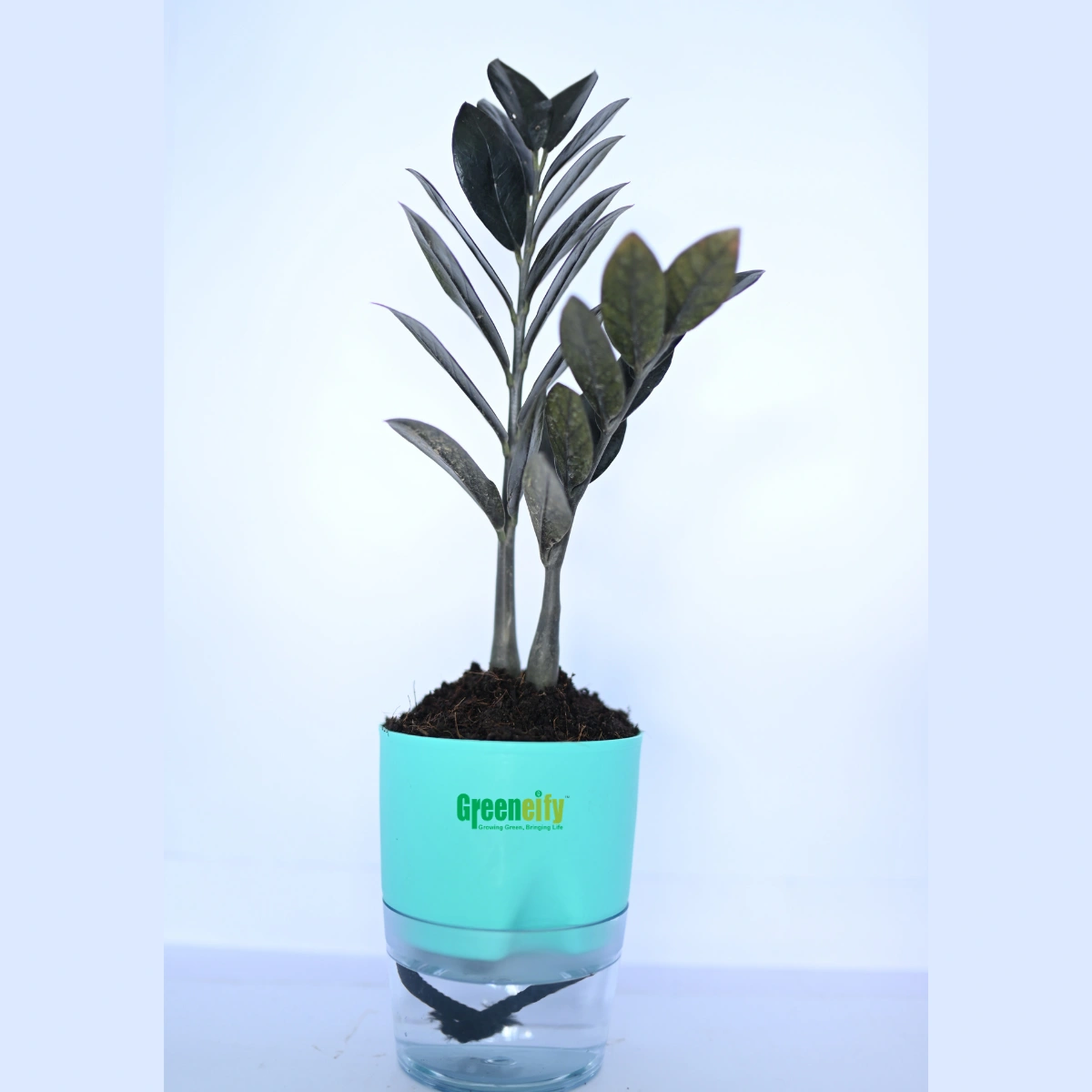 buy zz plant raven ZZ Plant Black