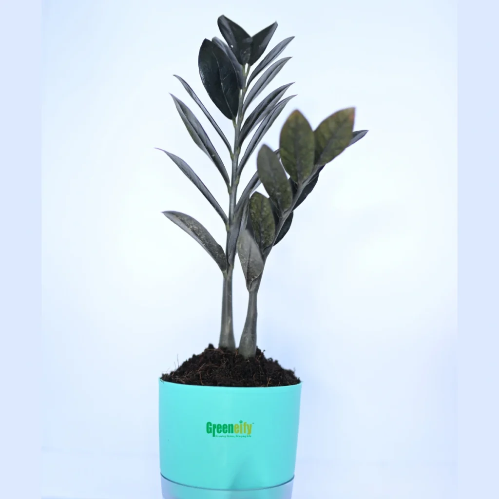 ZZ Plant Black (Zamioculcas zamiifolia "Raven")